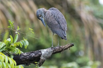 Young crab heron (Nyctanassa violacea) sitting on tree, Tortuguero National Park, Limon Province, Costa Rica, Central America