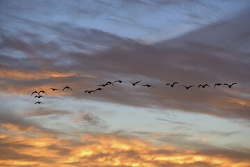 Greater white-fronted goose (Anser albifrons), Swarm in the sunset, Xanten, Lower Rhine, North...
