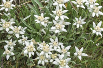 Edelweiss (Leontopodium nivale), Sary Jaz valley, Kyrgyzstan, Asia