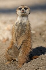 Meerkat (Suricata suricatta) stands upright, captive, Germany, Europe