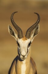 Springbok (Antidorcas marsupialis), male, portrait, Kalahari Desert, Kgalagadi Transfrontier Park,...