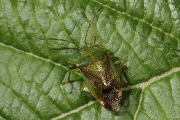 Hawthorn shield bug (Acanthosoma haemorrhoidale) on a leaf, Baden-Württemberg, Germany, Europe