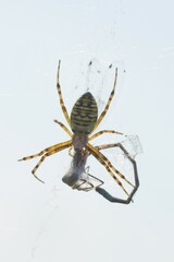 Wasp spider (Argiope bruennichi) with captured dragonfly, Lower Saxony, Germany, Europe