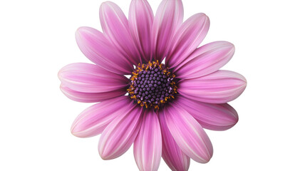 Obraz premium Bright and vibrant purple flower with layered petals and a dark center showcasing its natural beauty