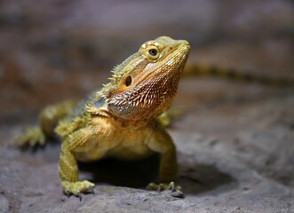 Frill-necked lizard (Chlamydosaurus kingii), captive