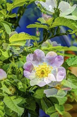 Dog rose (Rosa canina), dog rose, dog rose, heather rose, hagrose, oil painting, fragrant flowers,...