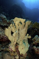 Blade firel coral (Millepora platyphylla), Fury Shoals reef dive site, Red Sea, Egypt, Africa © Rolf von Riedmatten/imageBROKER