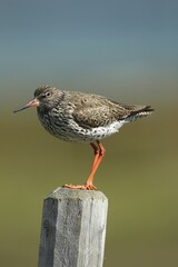 Common redshank (Tringa totanus) standing on pole, Lapland, Norway, Europe