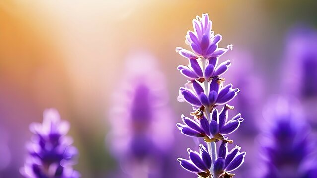 Lavender flower in early morning sunlight, AI generated