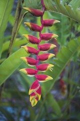 Obraz premium Hanging Lobster-claw (Heliconia rostrata), flower, Izamal, Yucatan, Mexico, Central America