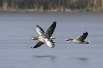 Three Greylag geese (Anser anser), flying over water, Hesse, Germany, Europe