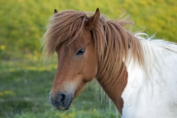 Naklejka premium Icelandic horse (Equus islandicus), animal portrait, Iceland, Europe