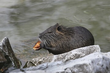 Nutria or Coypu (Myocastor coypus) feeding on a chestnut