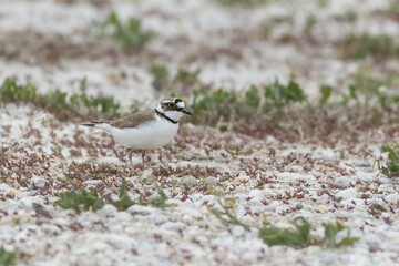 Little ringed plover (Charadrius dubius), in front of nest, Neusiedler See National Park, Burgenland, Austria, Europe