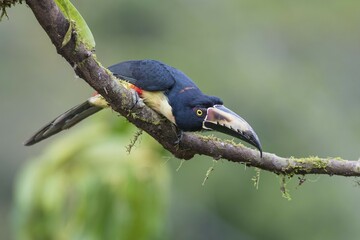 Collared aracari (Pteroglossus torquatus) sitting on branch, Costa Rica, Central America