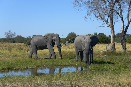 รูปภาพPachyderms – เลือกดูภาพถ่ายสต็อก เวกเตอร์ และวิดีโอ152,055 ...