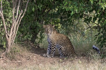 Leopard (Panthera pardus), resting, sitting among shrubs, Masai Mara, Kenya, Africa