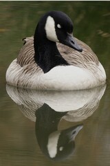 Canada Goose (Branta canadensis), Lueerwald Forest, Sauerland, North Rhine-Westphalia, Germany, Europe
