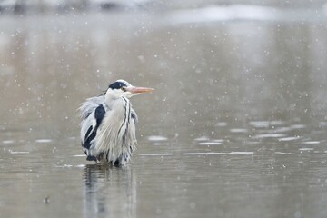 Grey heron (ardea cinerea) standing in water during snowfall, North Hesse, Hesse, Germany, Europe