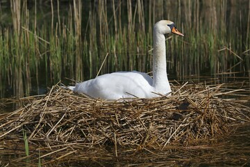 Breeding mute swan (Cygnus olor) on the nest, Schleswig-Holstein, Germany, Europe
