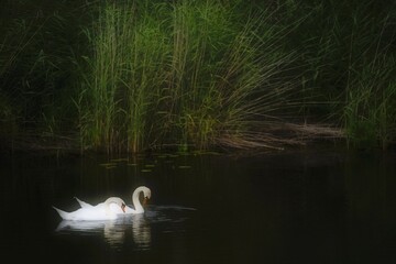 2 Mute swans (Cygnus olor), Federsee lake Nature Reserve, UNESCO World Cultural Heritage Site, Bad Buchau, Upper Swabia Baden-Württemberg, Germany, Europe