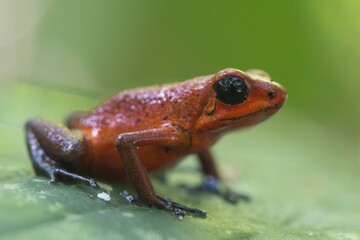 Strawberry poison-dart frog (Oophaga pumilio) sitting on leaf, Tortuguero National Park, Costa Rica, Central America
