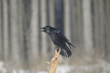 Carrion Crow (Corvus corone) calling out