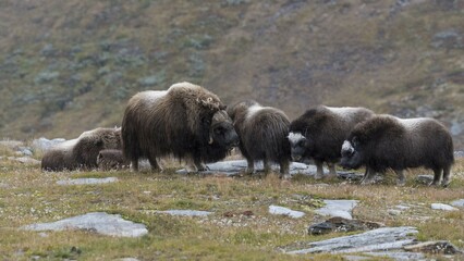 Musk oxes (Ovibos moschatus) in autumn landscape, Fjäll, Herd, Dovrefjell-Sunndalsfjella National...