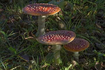 Fly agarics (Amanita muscaria) on forest soil, Bavaria, Germany, Europe