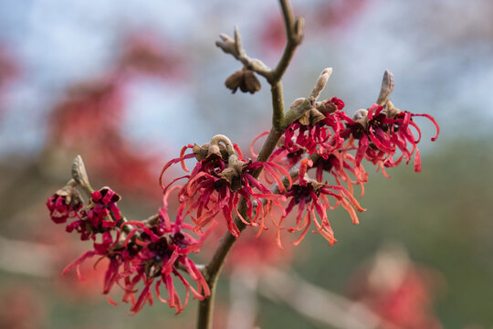 Rote Hamamelis Zaubernuss, Sorte Ruby Glow