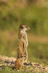 Suricate (Suricata suricatta), adult with young on the lookout, during the rainy season in green...