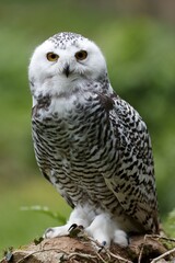 Snowy owl, (Nyctea scandiaca), captive