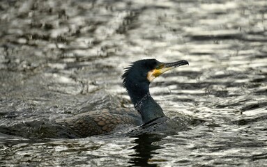 Great cormorant (Phalacrocorax carbo), swims in the river, Baden-Württemberg, Germany, Europe