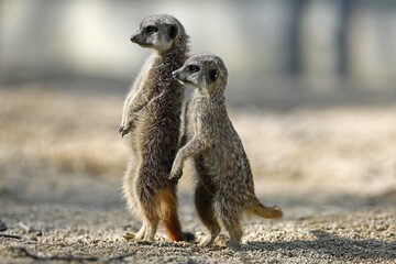 Two Meerkat (Suricata suricatta), old and young animal, attentive, captive