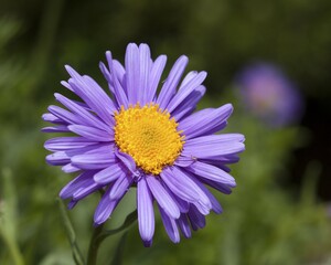 Fototapeta premium Alpine Aster (Aster alpinus), prevalent in the Alps, Pyrenees, Tatra
