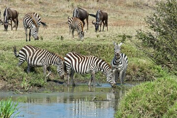 Zebras (Equus quagga), Maasai Mara National Reserve, Serengeti, Rift Valley Province, Kenya, Africa