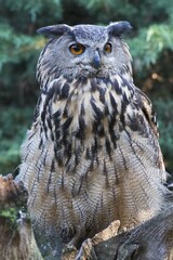 Eurasian eagle-owl (Bubo bubo), Emsland, Lower Saxony, Germany, Europe