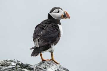 Puffin (Fratercula arctica), Farne Islands, Northumberland, England, United Kingdom, Europe
