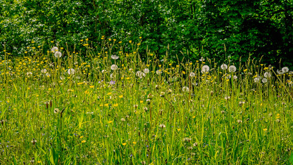 dandelion in the wild