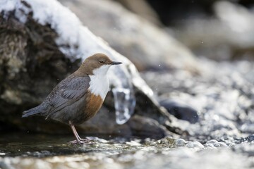 White-throated Dipper (Cinclus cinclus) sits on stone in the mountain stream, winter, Stubai Valley, Tyrol, Austria, Europe