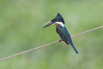 Green Kingfisher (Chloroceryle americana), Pantanal, Mato Grosso, Brazil, South America