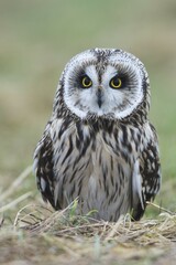 Short-eared owl (Asio flammeus), East Frisia, Lower Saxony, Germany, Europe
