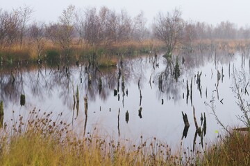 Rewetted marsh, Bargerveen, Drenthe, The Netherlands, Europe