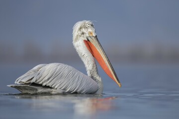 Dalmatian Pelican (Pelecanus crispus), swimming on water, Kerkini lake, Macedonia, Greece, Europe