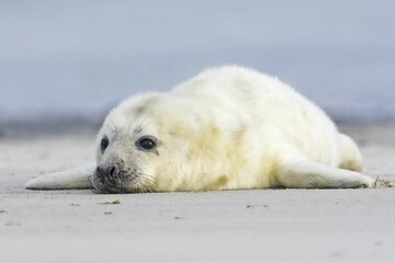 Newborn gray seal (Halichoerus grypus) lying on the beach, Heligoland, Schleswig-Holstein, Germany, Europe © Erhard Nerger/imageBROKER