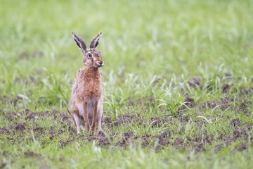 Naklejka premium European hare (Lepus europaeus), sitting in a meadow, Emsland, Lower Saxony, Germany, Europe