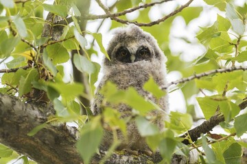 Young long-eared owl (Asio otus) sitting in tree, young animal, Lake Neusiedl, Burgenland, Austria, Europe