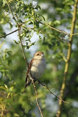 Red-backed Shrike (Lanius collurio), female, Burgenland, Austria, Europe