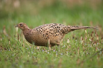 Pheasant (Phasianus colchicus), hen, Lower Austria, Austria, Europe