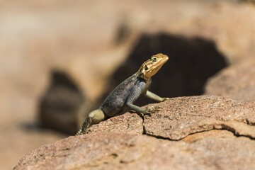 Common agama, also red-headed rock agama or rainbow agama (Agama agama) on rock, Namibia, Africa